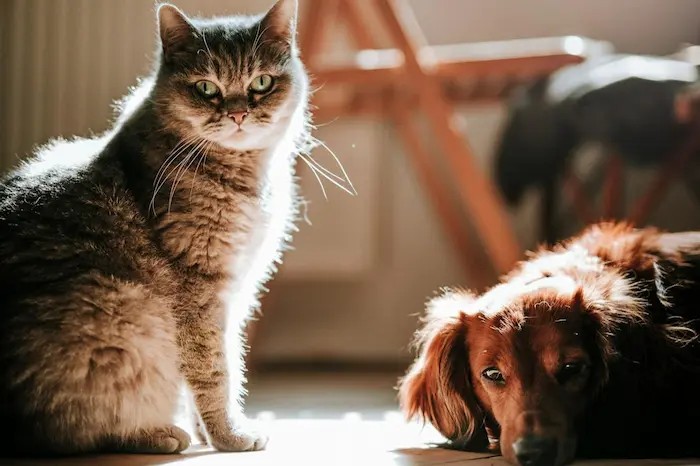 productos antiansiedad para perros