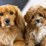 Los 3 productos premium para perros 2025 que cambiarán la vida de tu mascota
