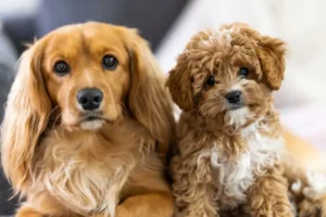 Lee más sobre el artículo Los 3 productos premium para perros 2025 que cambiarán la vida de tu mascota