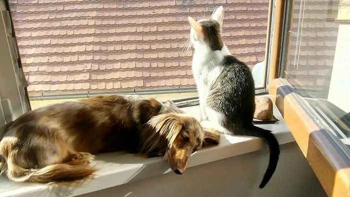 Fuente de agua para gatos