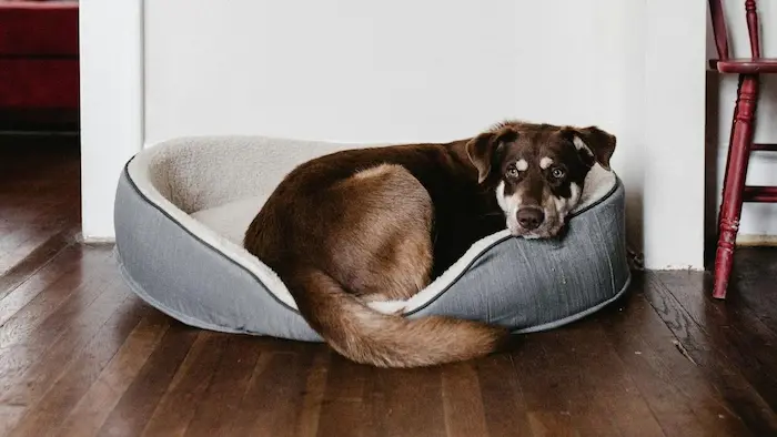 productos premium para perros