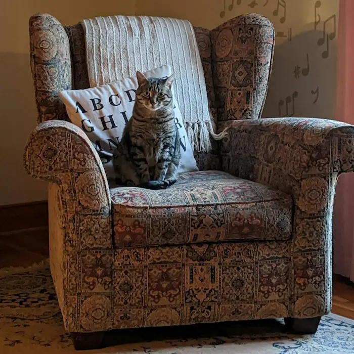 los rascadores para gatos