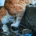 🐾 Fuente de agua para gatos y perros – Comparativa completa y nuestra mejor elección