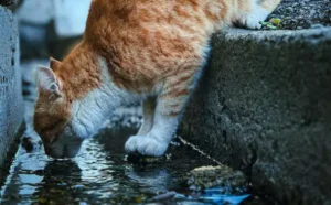Lee más sobre el artículo 🐾 Fuente de agua para gatos y perros – Comparativa completa y nuestra mejor elección