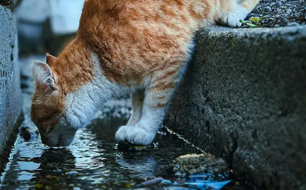 En este momento estás viendo 🐾 Fuente de agua para gatos y perros – Comparativa completa y nuestra mejor elección