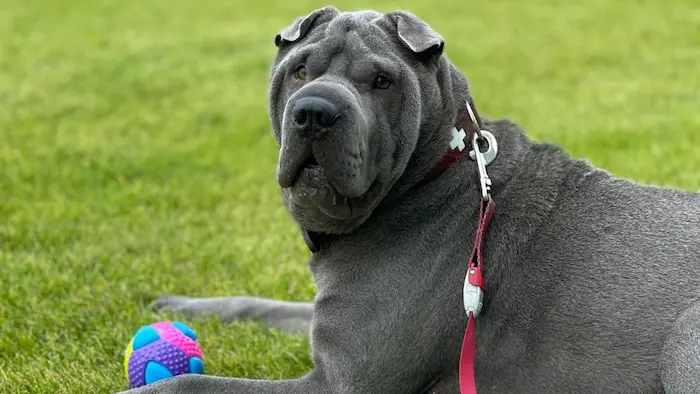 productos premium para perros
