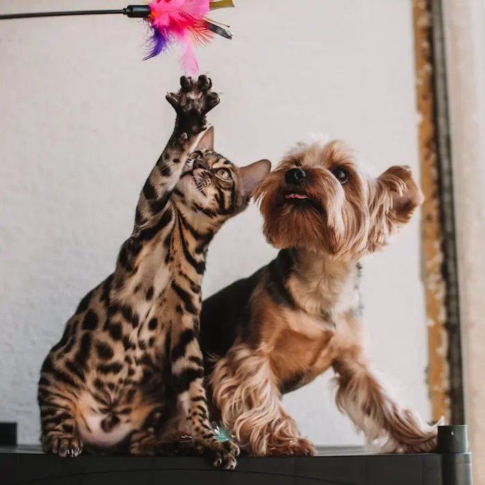 productos para mascota