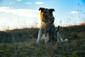 Lee más sobre el artículo Mascotas sobre ruedas la solución para perros y gatos con movilidad reducida