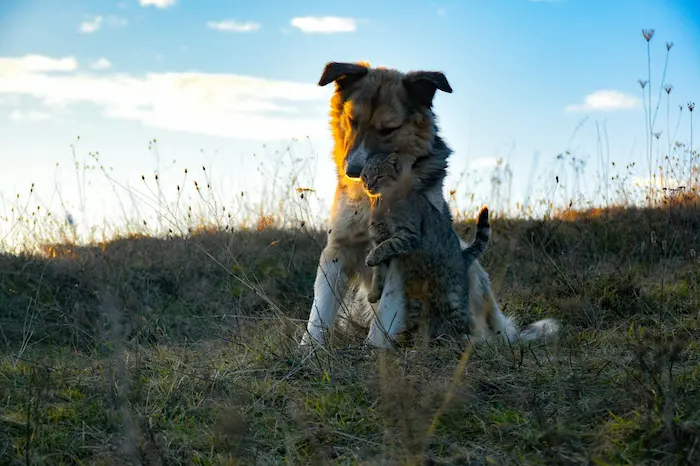 En este momento estás viendo Mascotas sobre ruedas la solución para perros y gatos con movilidad reducida