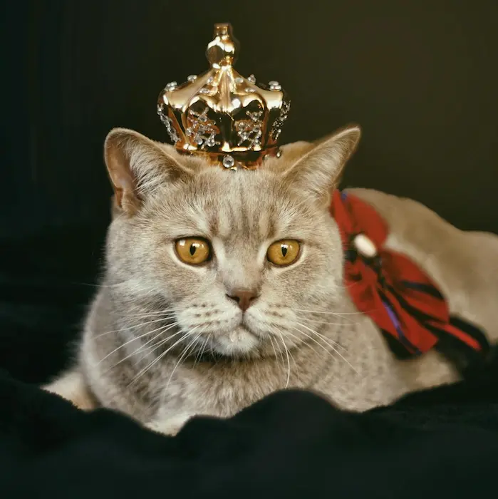 productos para mascota