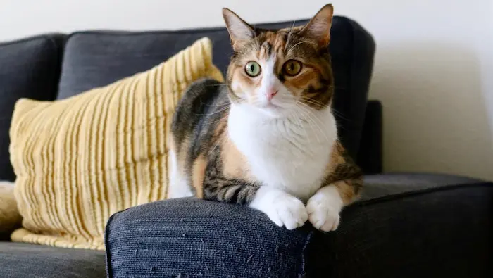 los rascadores para gato