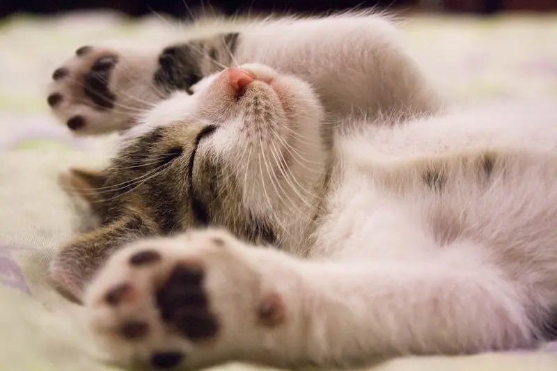 Lee más sobre el artículo Manta refrescante para gatos: qué es, cómo funciona y cuál comprar