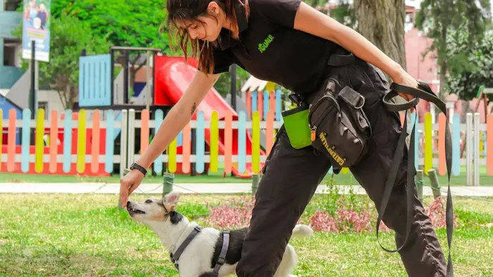 Adiestramiento Canino