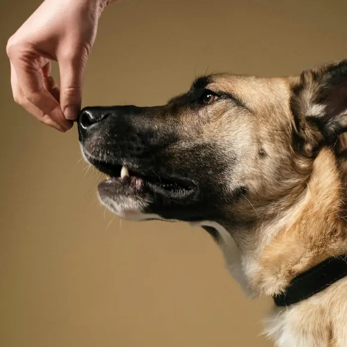Adiestramiento Canino