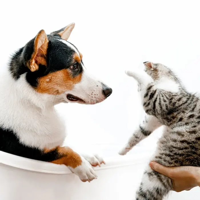 productos antiansiedad para perros