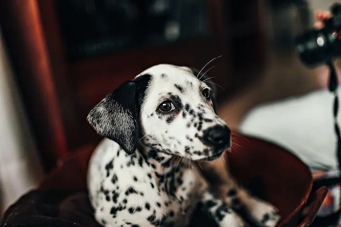 Cámara para Mascotas