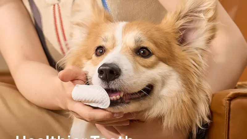 Toallitas dentales para mascotas recomendadas por veterinarios