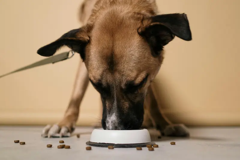 Comedero Automático para Perros Grandes