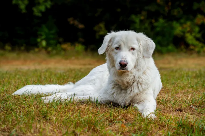 Comedero Automático para Perros Grandes