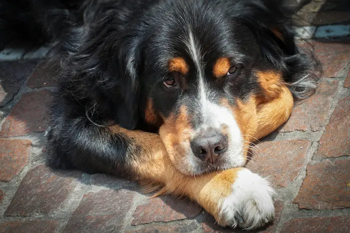 Comedero Automático para Perros Grandes