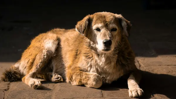 cuidados para perros y gatos senior
