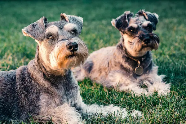 Cuidados para perros y gatos senior