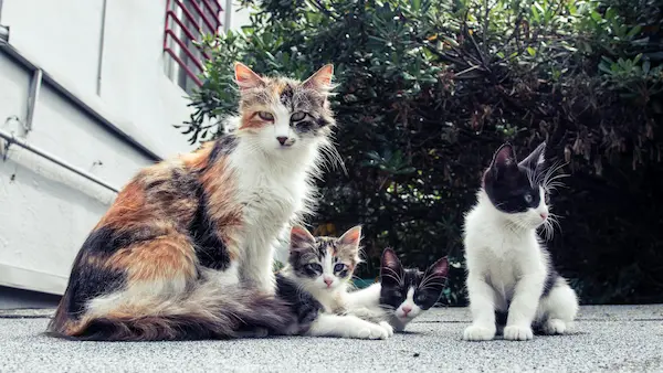 Cuidados para perros y gatos senior