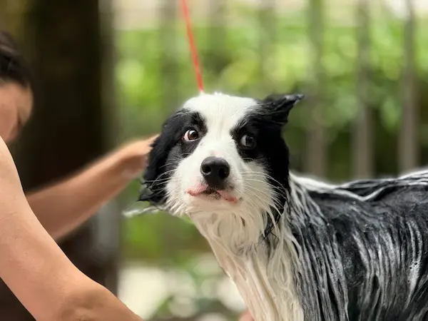 bañar a tu perro