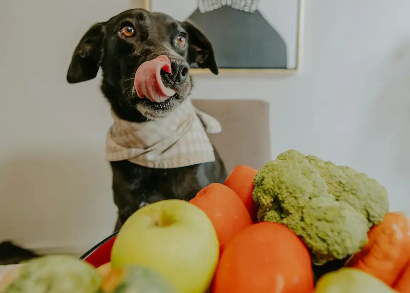 Qué frutas y verduras pueden comer los perros