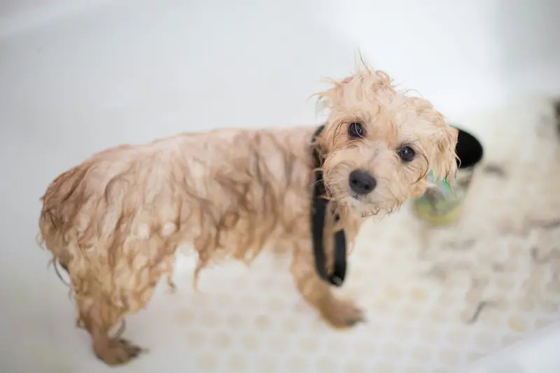 shampoo antipulgas para perros
