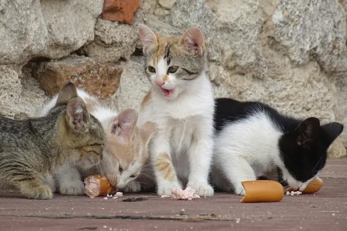 comederos automáticos para gatos