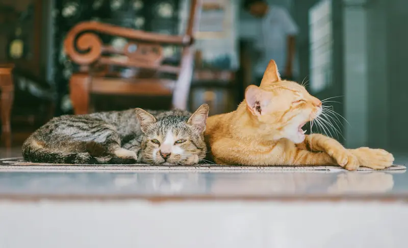 comederos automáticos para gatos