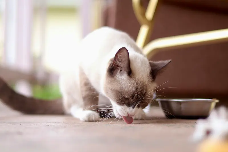 comederos automáticos para gatos