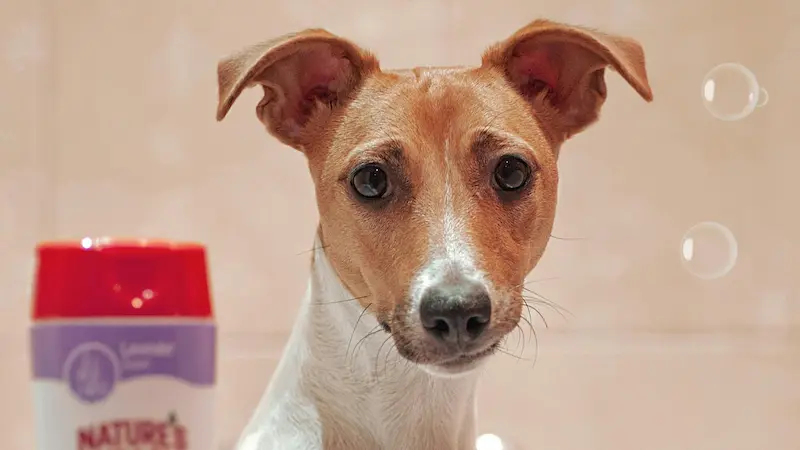 shampoo antipulgas para perros