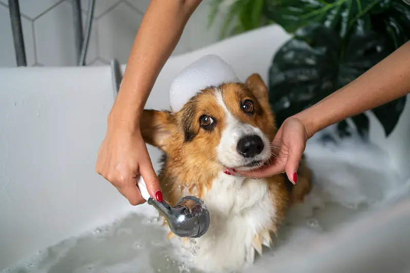 bañar a tu perro
